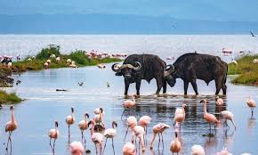 6 Days  Samburu, Lake Nakuru  and Amboseli Safari